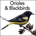 Orioles & Blackbirds