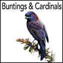 Buntings & Cardinals