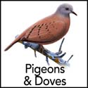 PigeonsDoves