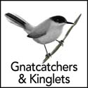 Gnatcatchers