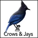 Crows & Jays