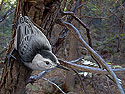 White-breasted Nuthatch