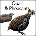 Quail & Pheasants