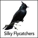 Silky Flycatchers