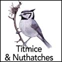Titmice & Nuthatches