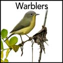 Warblers